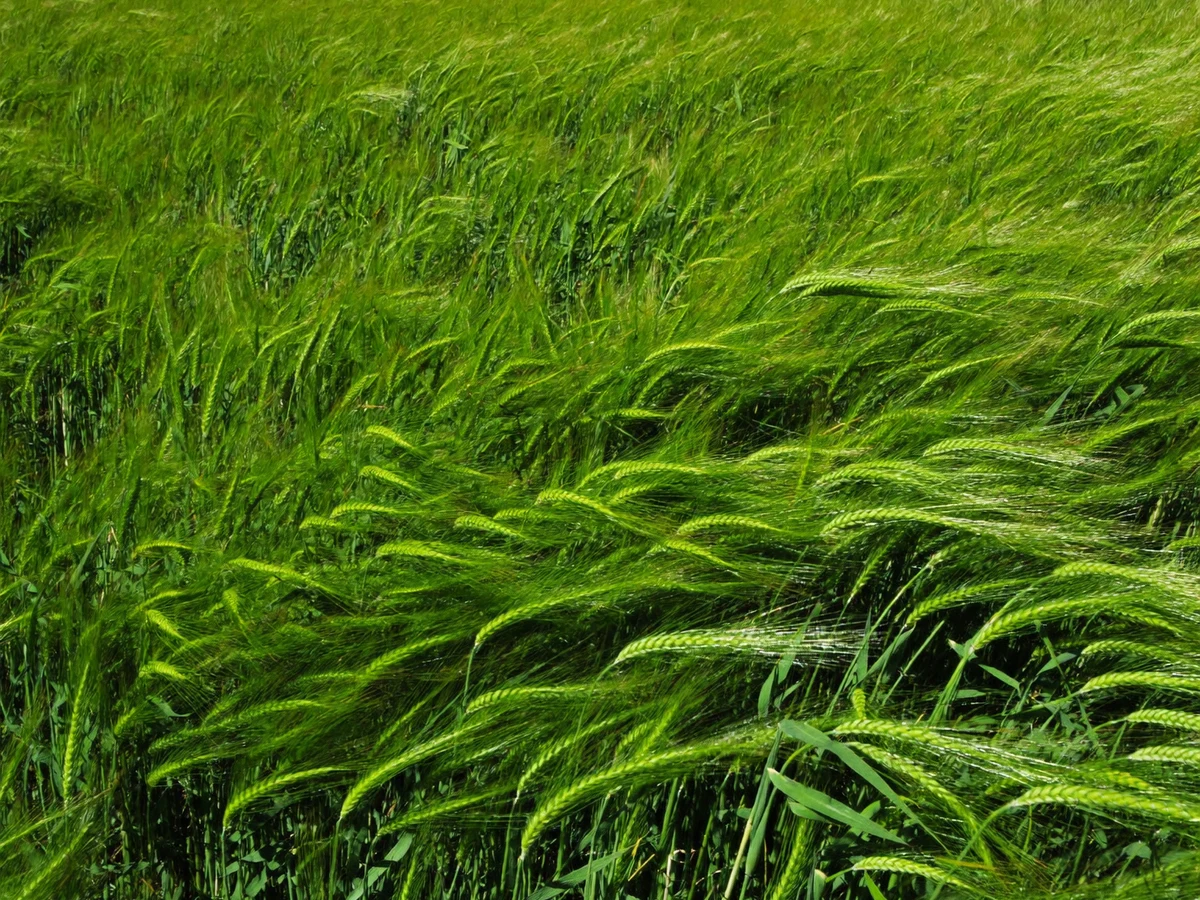 A young wheat plant with its roots and soil, held in a hand in the field