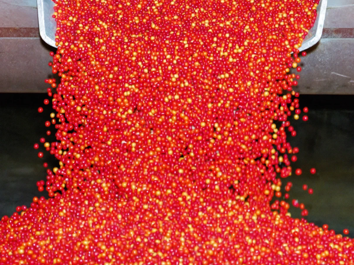 Treated seed pouring from a steel chute into a sack