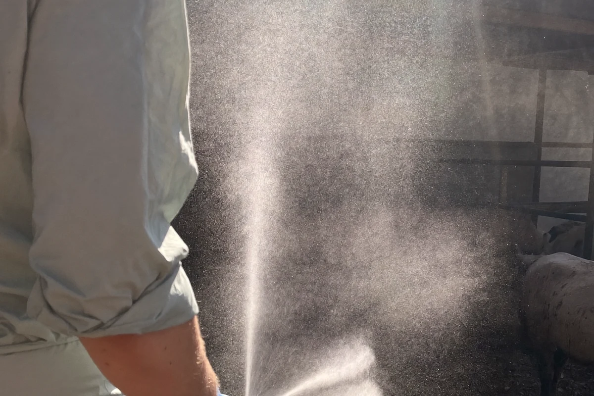 Spraying inside a sunlit livestock building
